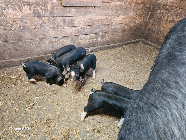 Purebres Berkshire piglets in Livestock in North Bay - Image 2