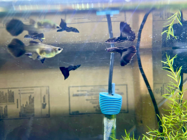 Black Moscow guppies in Fish for Rehoming in La Ronge - Image 4