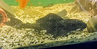 Fish tank to trade , View more