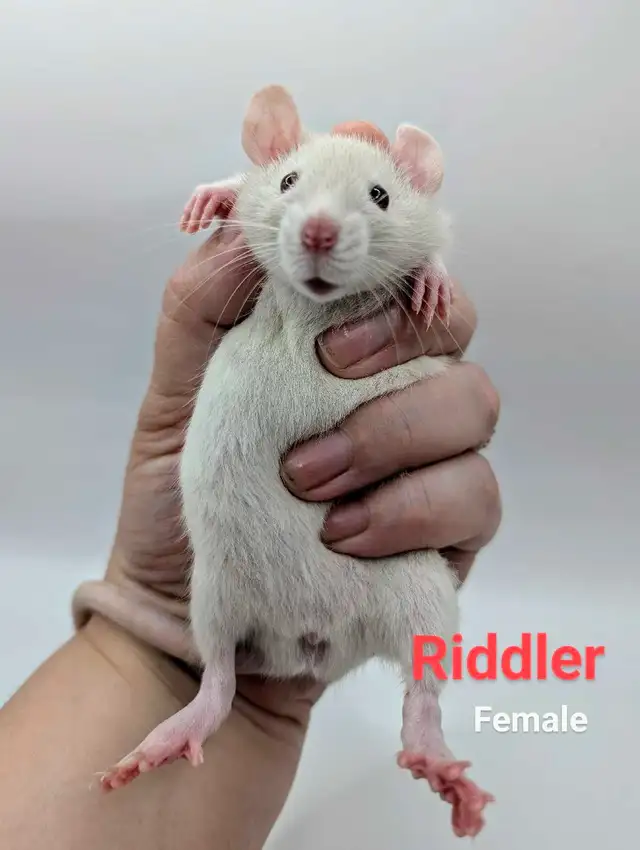 Baby Rats Available in Small Animals for Rehoming in City of Toronto - Image 5