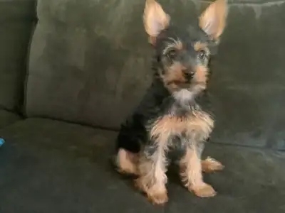 Yorkie Puppies, View more