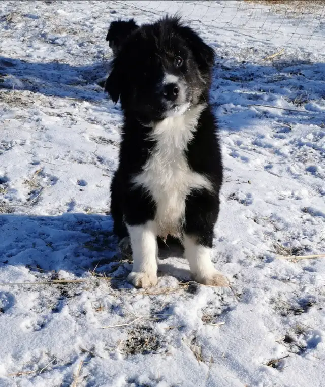 Australian Shepherd Border Collie puppies in Dogs & Puppies for Rehoming in Calgary - Image 6