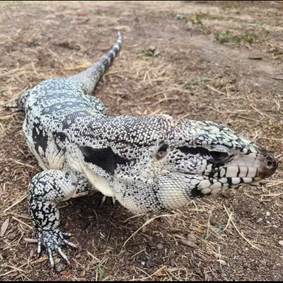Blue Tegu, View more