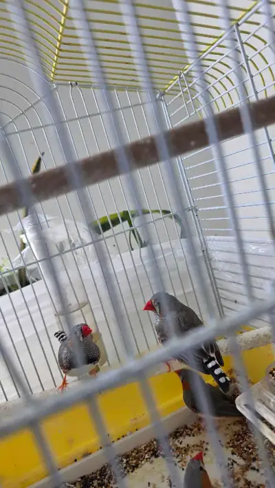 bird's for rehoming, View more