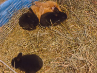Young Rex cross rabbits for sale