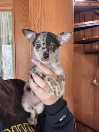Chiot Chihuahua Merle/Chihuahua Puppies 