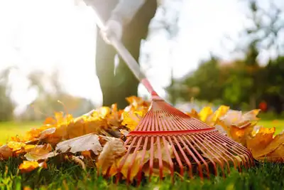 Leaf Cleanup – Fall Yard Cleaning, View more