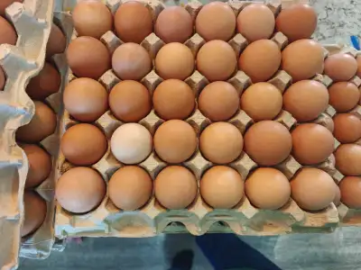 fresh free run eggs , View more