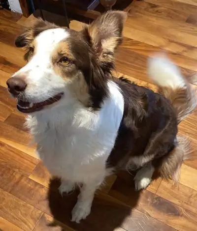 Border Collie Je m’appelle Aby, une magnifique Femelle Tricolore âgée de 5 ans. Je suis énergique et...