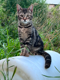 Meet Cleo! 5-month female kitten