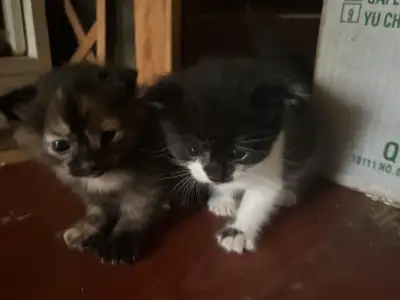 lots of kittens tortoise shell, orange, tuxedos, black kittens, View more