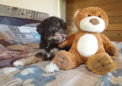 Mini Aussiedoodle's, View more