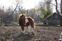 Horse exposure for kids/teens with Miniature Horses