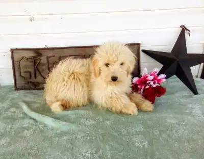 Golden Doodles!!!!!!, View more