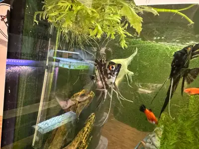 Med to Lrg Angelfish for sale, View more