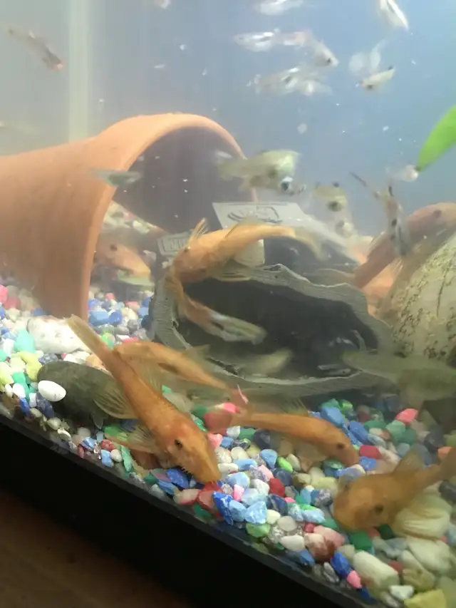Red Bristle Nose Plecos in Fish for Rehoming in Woodstock - Image 10