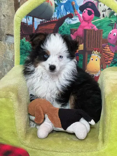 Male Aussie Shepherd ready for his new homes! Black Tri coloured with blue eyes He has his first set...