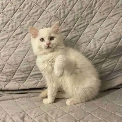 Bonjour, nous avons 3 mignons bicolore Ragdoll males chatons disponibles, leur anniversaire est le 1...