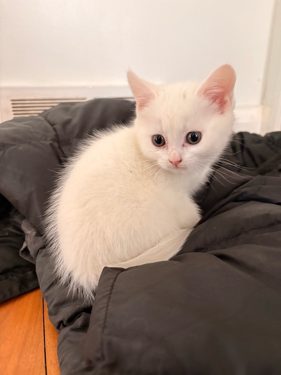 British Shorthair kitty | Cats & Kittens for Rehoming | Winnipeg | Free ...