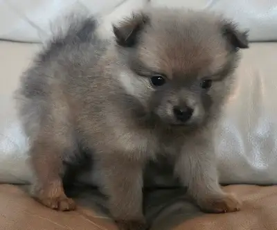 Pomeranian Puppy (F), View more