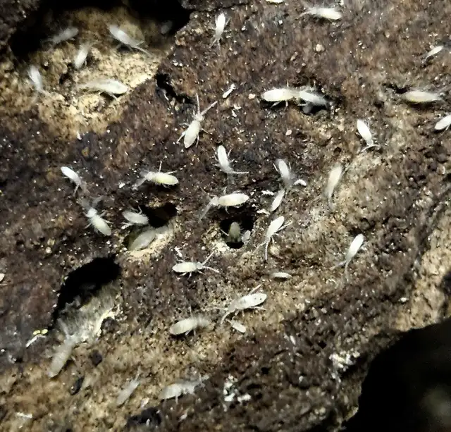 Tropic White Springtails! in Reptiles & Amphibians for Rehoming in London - Image 2