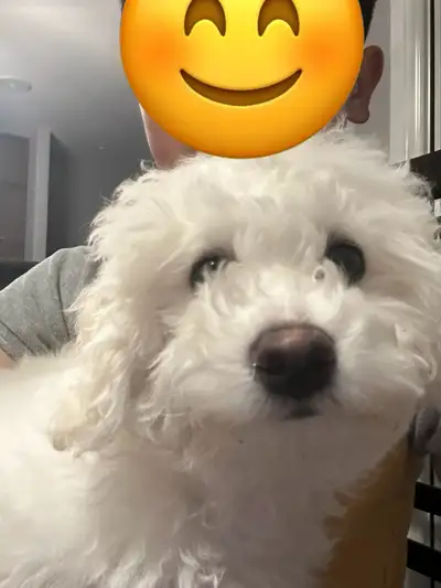 Bichon/Mini Poodle mix for sale, View more