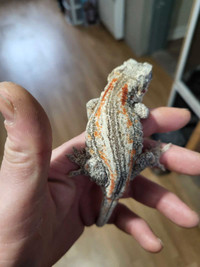 Gargoyle gecko for sell. 