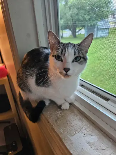 2 yr old female cat  , View more
