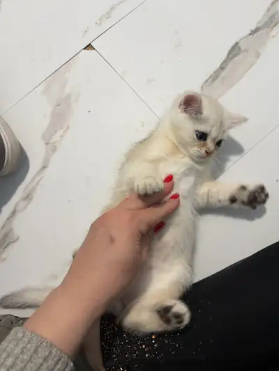 Male kitten for rehoming, View more