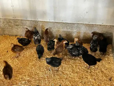 Jeunes  poulettes de race à vendre, View more