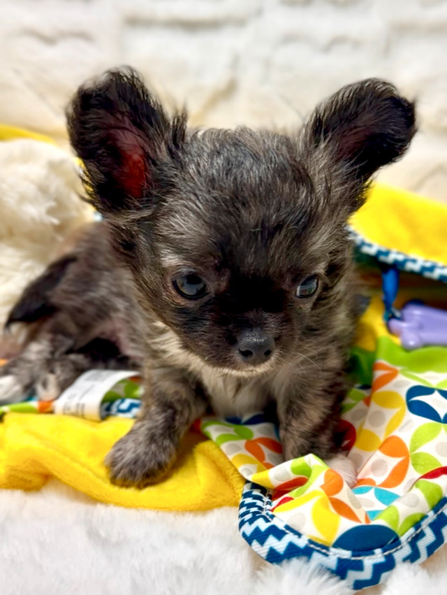 All 4 females BEAUTIFUL apple head high-quality Chihuahua puppie in Dogs & Puppies for Rehoming in City of Toronto