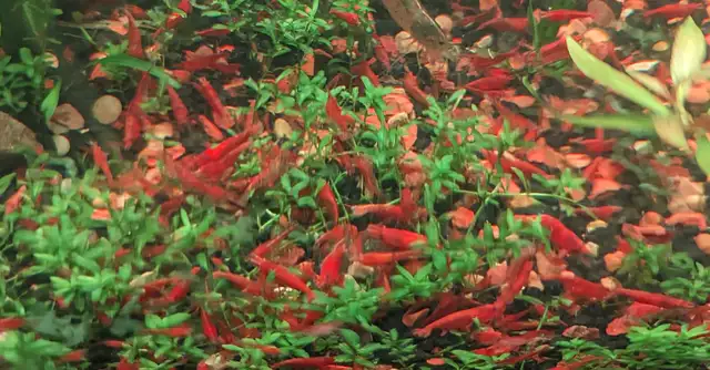Red Cherry Shrimp (neocaridina) in Fish for Rehoming in Markham / York Region - Image 7