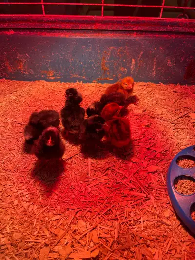 I have 5 barred rock bantam chicks and 2 Rhode Island Red bantam chicks for sale 10 days old beautif...