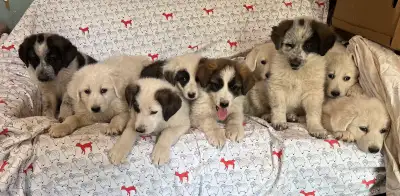 We currently have 9 super sweet German Shepherd x Great Pyrenees puppies for sale! The mother is a G...