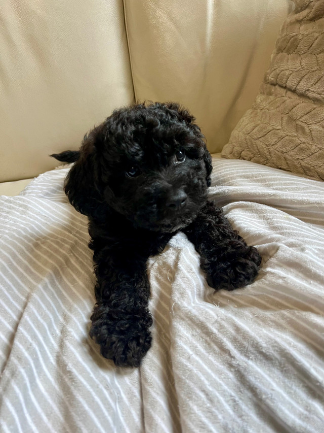 Bichonpoo male puppy  $700 in Dogs & Puppies for Rehoming in City of Toronto - Image 2