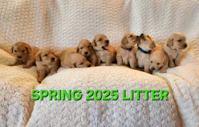 Exceptional Family & Service Dog Prospects – Ready Soon!, View more