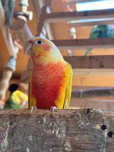 High red Sun cheek breeding pairs, View more