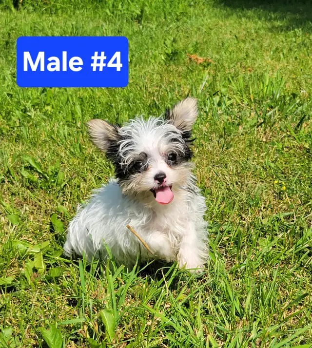 Unique Yorkie puppys in Dogs & Puppies for Rehoming in Stratford - Image 2