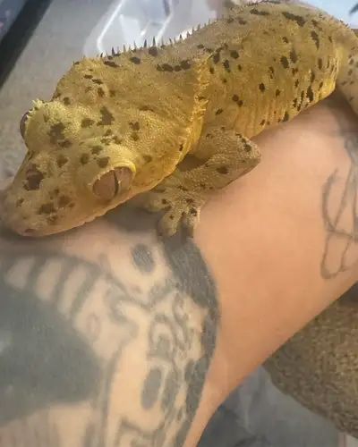 Dalmatian crested gecko breeding pair, View more