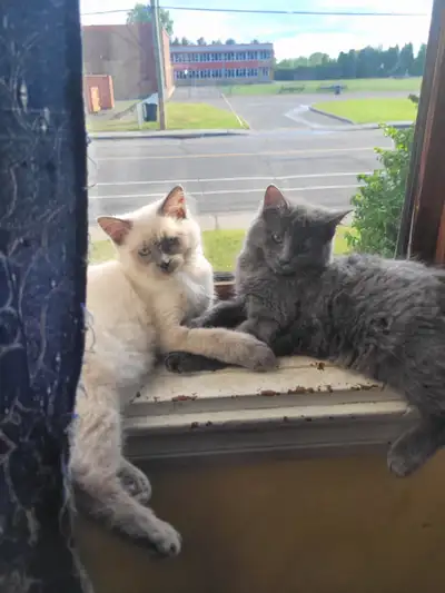 Blankinette et nounours ont besoin d'une famille gens sérieux seulement.Je serai sélective car c'est...