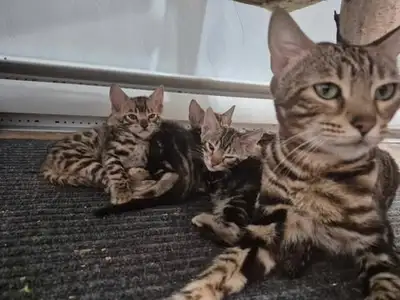 Bengals pure race nés le 1 mars 2025 , 4 chatons marbrés(femelles et mâles) et 1 mâle spotté. Les ch...