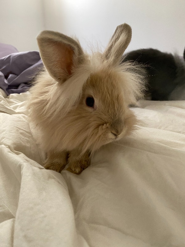 Free Rabbits To A Good Home Small Animals for Rehoming Mississauga / Peel Region Kijiji