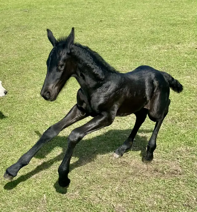 2025 Friesian Filly, Purebred,  in Horses & Ponies for Rehoming in Dawson Creek - Image 5