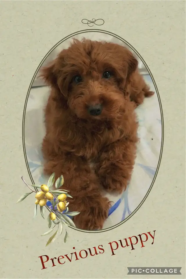 Small / Mini F1B Goldendoodle Ready to go / Only 3 males left in Dogs & Puppies for Rehoming in Winnipeg - Image 10
