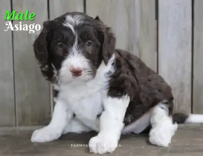 !!!TEXT OR CALL ONLY!!! Ready to go April 10 We have 6 beautiful Mini F1B Aussiedoodle puppies avail...