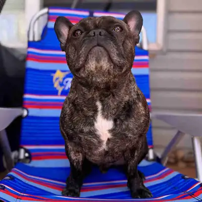french bulldog , View more