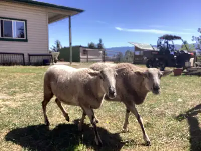 Hair sheep Katahdin / Blackbelly Cross Ewes, View more