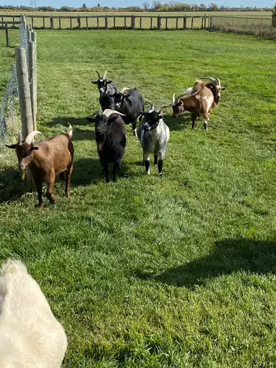 Goats For Sale, View more