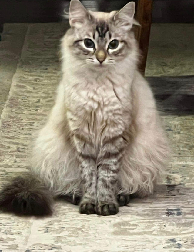 Kittens - Ragdoll X Persian in Cats & Kittens for Rehoming in Delta/Surrey/Langley - Image 2