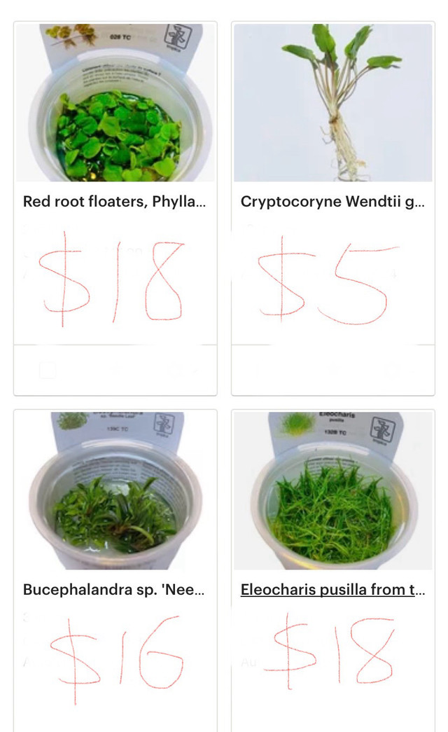 Aquarium plants in Fish for Rehoming in Kitchener / Waterloo - Image 4